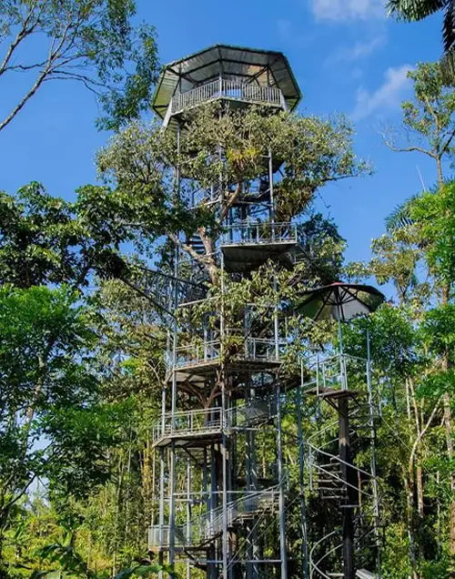 La casa del arbol